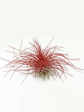 Load image into Gallery viewer, Red Ionantha Guatemala Thin Air Plant, Guatemala Air Plant, Air Plant, Airplant, Wholesale Terrarium, Enhanced AirPlants