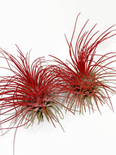 Load image into Gallery viewer, Red Ionantha Guatemala Thin Air Plant, Guatemala Air Plant, Air Plant, Airplant, Wholesale Terrarium, Enhanced AirPlants