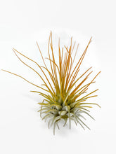 Load image into Gallery viewer, Orange Ionantha Guatemala Thin Air Plant, Guatemala Air Plant, Air Plant, Airplant, Wholesale Terrarium, Enhanced AirPlants