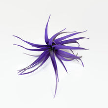 Load image into Gallery viewer, Purple Tillandsia Capitata Air Plant, Ionantha Air Plant, Air Plants, Beach Wedding Decor, Wedding Favor, Tillandsia, Terrarium