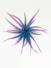 Load image into Gallery viewer, Rainbow Colored Tillandsia Capitata Air Plant, Ionantha Air Plant, Air Plants, Beach Wedding Decor, Wedding Favor, Tillandsia, Terrarium