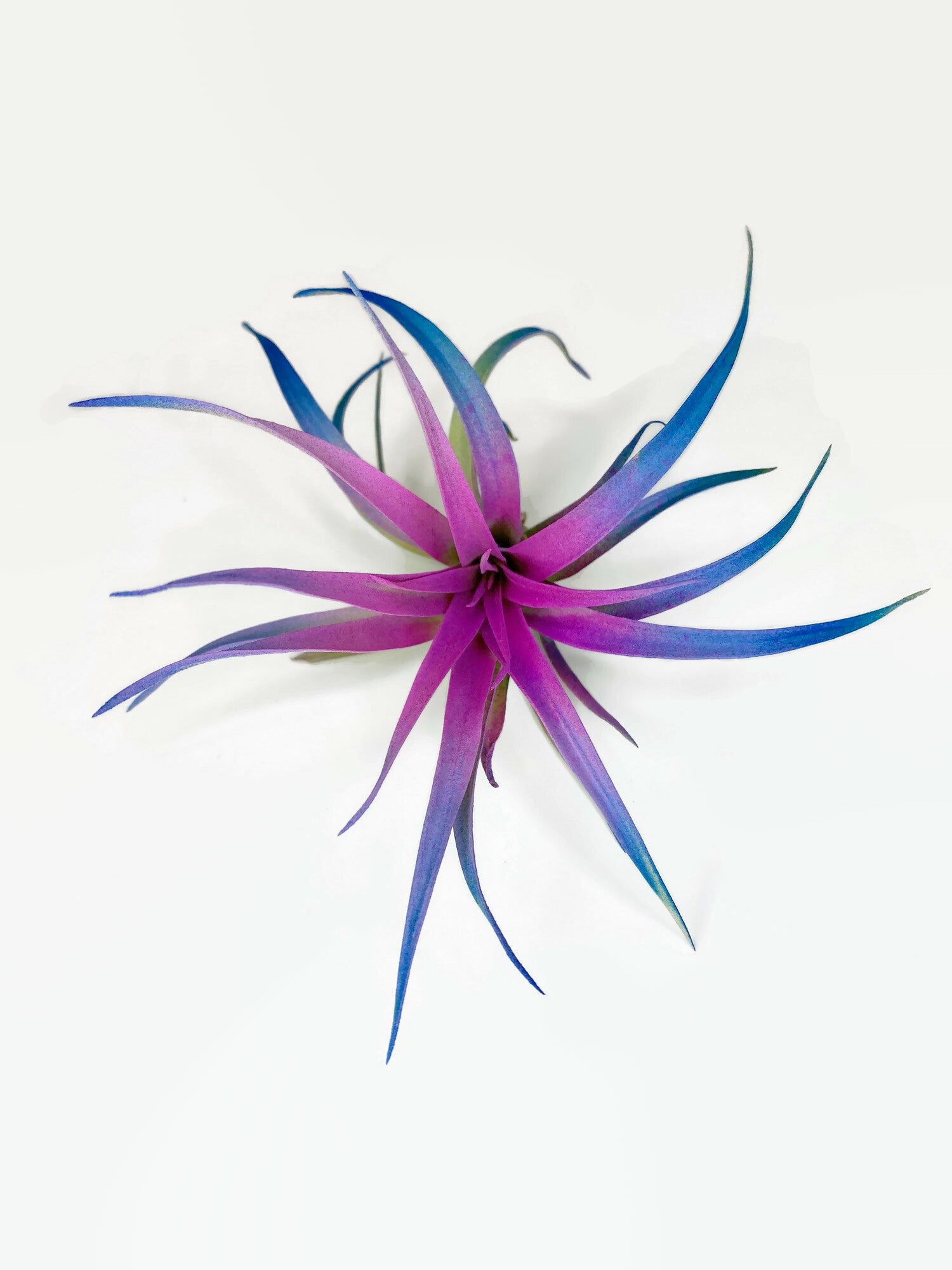 Rainbow Colored Tillandsia Capitata Air Plant, Ionantha Air Plant, Air –  Florida Shells And More