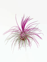 Load image into Gallery viewer, Pink Ionantha Guatemala Thin Air Plant, Guatemala Air Plant, Air Plant, Airplant, Wholesale Terrarium, Enhanced AirPlants
