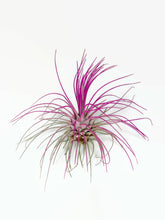 Load image into Gallery viewer, Pink Ionantha Guatemala Thin Air Plant, Guatemala Air Plant, Air Plant, Airplant, Wholesale Terrarium, Enhanced AirPlants