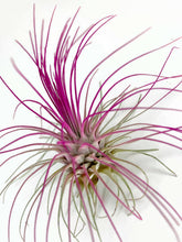 Load image into Gallery viewer, Pink Ionantha Guatemala Thin Air Plant, Guatemala Air Plant, Air Plant, Airplant, Wholesale Terrarium, Enhanced AirPlants
