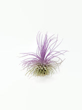 Load image into Gallery viewer, Lavender Ionantha Guatemala Thin Air Plant, Guatemala Air Plant, Air Plant, Airplant, Wholesale Terrarium, Enhanced AirPlants