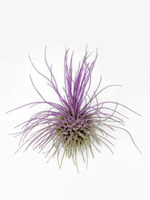 Load image into Gallery viewer, Lavender Ionantha Guatemala Thin Air Plant, Guatemala Air Plant, Air Plant, Airplant, Wholesale Terrarium, Enhanced AirPlants