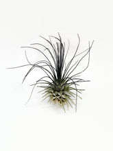 Load image into Gallery viewer, Black Ionantha Guatemala Thin Air Plant, Guatemala Air Plant, Air Plant, Airplant, Wholesale Terrarium, Enhanced AirPlants