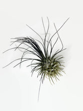 Load image into Gallery viewer, Black Ionantha Guatemala Thin Air Plant, Guatemala Air Plant, Air Plant, Airplant, Wholesale Terrarium, Enhanced AirPlants