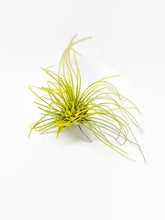 Load image into Gallery viewer, Yellow Ionantha Guatemala Thin Air Plant, Guatemala Air Plant, Air Plant, Airplant, Wholesale Terrarium, Enhanced AirPlants