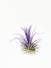 Load image into Gallery viewer, Purple Ionantha Guatemala Thin Air Plant, Guatemala Air Plant, Air Plant, Airplant, Wholesale Terrarium, Enhanced AirPlants