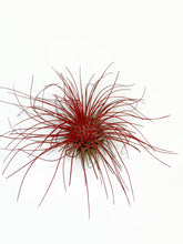 Load image into Gallery viewer, Red Ionantha Guatemala Thin Air Plant, Guatemala Air Plant, Air Plant, Airplant, Wholesale Terrarium, Enhanced AirPlants