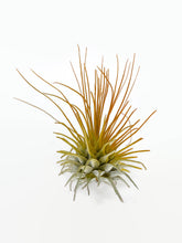 Load image into Gallery viewer, Orange Ionantha Guatemala Thin Air Plant, Guatemala Air Plant, Air Plant, Airplant, Wholesale Terrarium, Enhanced AirPlants