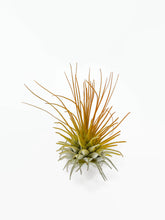 Load image into Gallery viewer, Orange Ionantha Guatemala Thin Air Plant, Guatemala Air Plant, Air Plant, Airplant, Wholesale Terrarium, Enhanced AirPlants