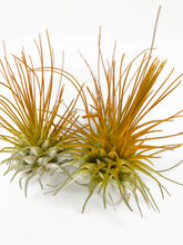 Load image into Gallery viewer, Orange Ionantha Guatemala Thin Air Plant, Guatemala Air Plant, Air Plant, Airplant, Wholesale Terrarium, Enhanced AirPlants