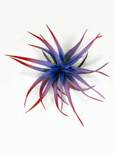 Load image into Gallery viewer, Rainbow Colored Tillandsia Capitata Air Plant, Ionantha Air Plant, Air Plants, Beach Wedding Decor, Wedding Favor, Tillandsia, Terrarium