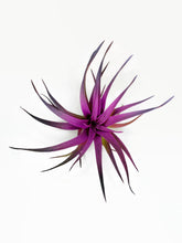 Load image into Gallery viewer, Rainbow Colored Tillandsia Capitata Air Plant, Ionantha Air Plant, Air Plants, Beach Wedding Decor, Wedding Favor, Tillandsia, Terrarium