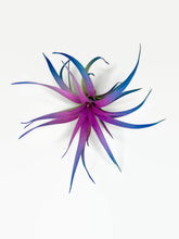 Load image into Gallery viewer, Rainbow Colored Tillandsia Capitata Air Plant, Ionantha Air Plant, Air Plants, Beach Wedding Decor, Wedding Favor, Tillandsia, Terrarium