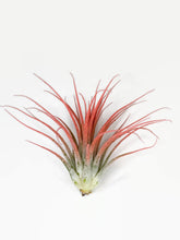 Load image into Gallery viewer, Peach Ionantha Guatemala Tillandsia Air Plant, Guatemala Air Plant, Air Plant, Airplant, Wholesale Terrarium, Enhanced AirPlants