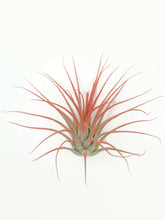 Load image into Gallery viewer, Peach Ionantha Guatemala Tillandsia Air Plant, Guatemala Air Plant, Air Plant, Airplant, Wholesale Terrarium, Enhanced AirPlants