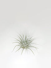 Load image into Gallery viewer, White Ionantha Guatemala Tillandsia Air Plant, Guatemala Air Plant, Air Plant, Airplant, Wholesale Terrarium, Enhanced AirPlants