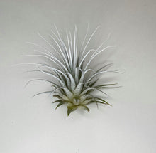 Load image into Gallery viewer, White Ionantha Guatemala Tillandsia Air Plant, Guatemala Air Plant, Air Plant, Airplant, Wholesale Terrarium, Enhanced AirPlants