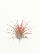 Load image into Gallery viewer, Peach Ionantha Guatemala Tillandsia Air Plant, Guatemala Air Plant, Air Plant, Airplant, Wholesale Terrarium, Enhanced AirPlants