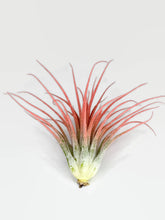 Load image into Gallery viewer, Peach Ionantha Guatemala Tillandsia Air Plant, Guatemala Air Plant, Air Plant, Airplant, Wholesale Terrarium, Enhanced AirPlants