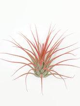 Load image into Gallery viewer, Peach Ionantha Guatemala Tillandsia Air Plant, Guatemala Air Plant, Air Plant, Airplant, Wholesale Terrarium, Enhanced AirPlants