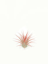 Load image into Gallery viewer, Peach Ionantha Guatemala Tillandsia Air Plant, Guatemala Air Plant, Air Plant, Airplant, Wholesale Terrarium, Enhanced AirPlants