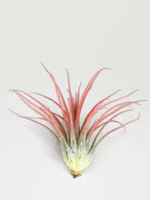 Load image into Gallery viewer, Peach Ionantha Guatemala Tillandsia Air Plant, Guatemala Air Plant, Air Plant, Airplant, Wholesale Terrarium, Enhanced AirPlants