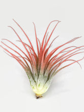 Load image into Gallery viewer, Peach Ionantha Guatemala Tillandsia Air Plant, Guatemala Air Plant, Air Plant, Airplant, Wholesale Terrarium, Enhanced AirPlants
