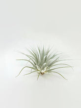 Load image into Gallery viewer, White Ionantha Guatemala Tillandsia Air Plant, Guatemala Air Plant, Air Plant, Airplant, Wholesale Terrarium, Enhanced AirPlants