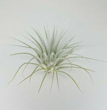 Load image into Gallery viewer, White Ionantha Guatemala Tillandsia Air Plant, Guatemala Air Plant, Air Plant, Airplant, Wholesale Terrarium, Enhanced AirPlants