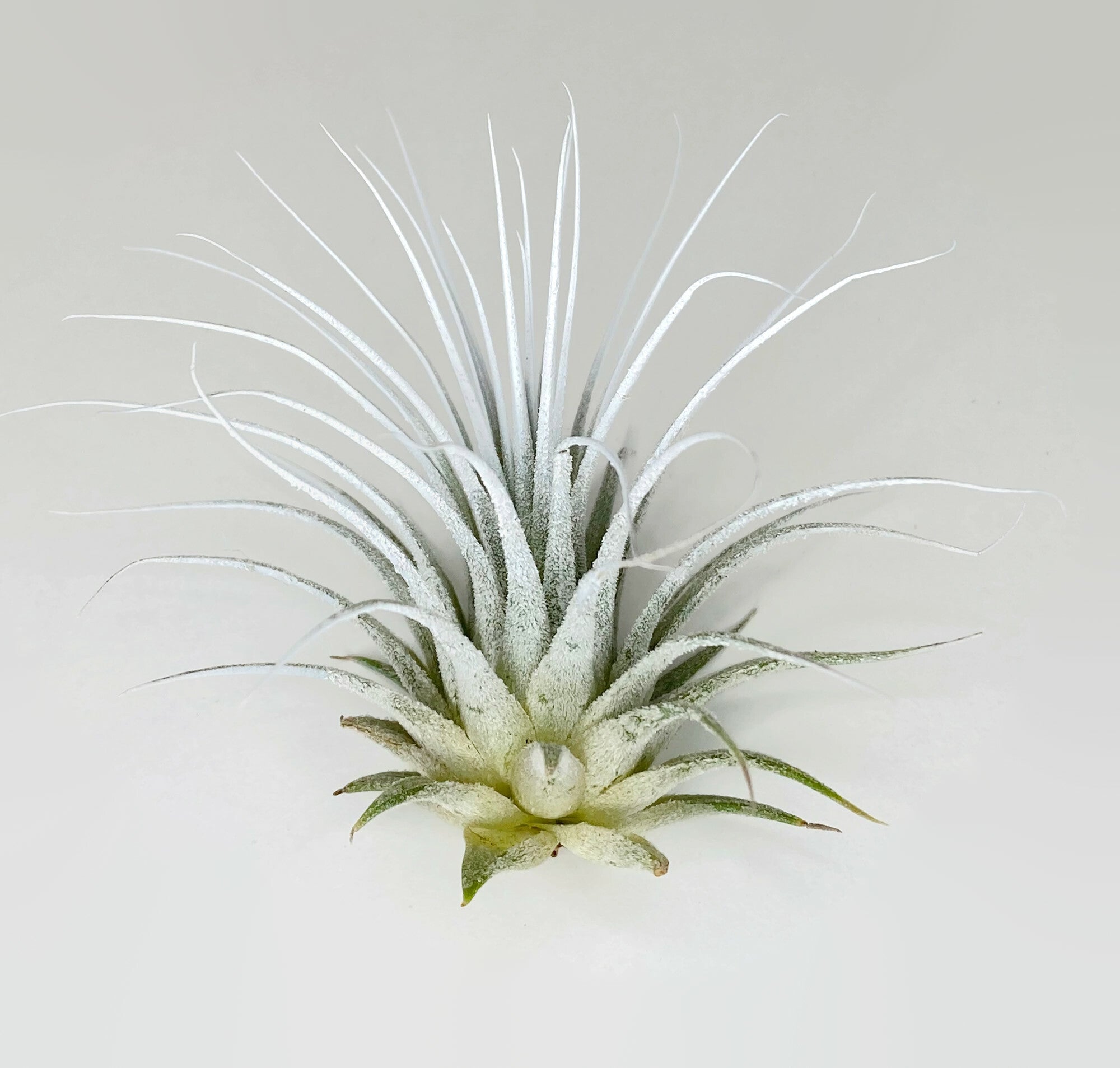 White Ionantha Guatemala Tillandsia Air Plant, Guatemala Air Plant, Ai –  Florida Shells And More