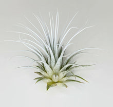 Load image into Gallery viewer, White Ionantha Guatemala Tillandsia Air Plant, Guatemala Air Plant, Air Plant, Airplant, Wholesale Terrarium, Enhanced AirPlants