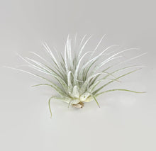 Load image into Gallery viewer, White Ionantha Guatemala Tillandsia Air Plant, Guatemala Air Plant, Air Plant, Airplant, Wholesale Terrarium, Enhanced AirPlants