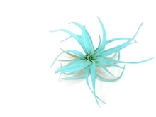 Load image into Gallery viewer, Jade Green Tillandsia Capitata Air Plant, Ionantha Air Plant, Air Plants, Beach Wedding Decor, Wedding Favor, Tillandsia, Terrarium
