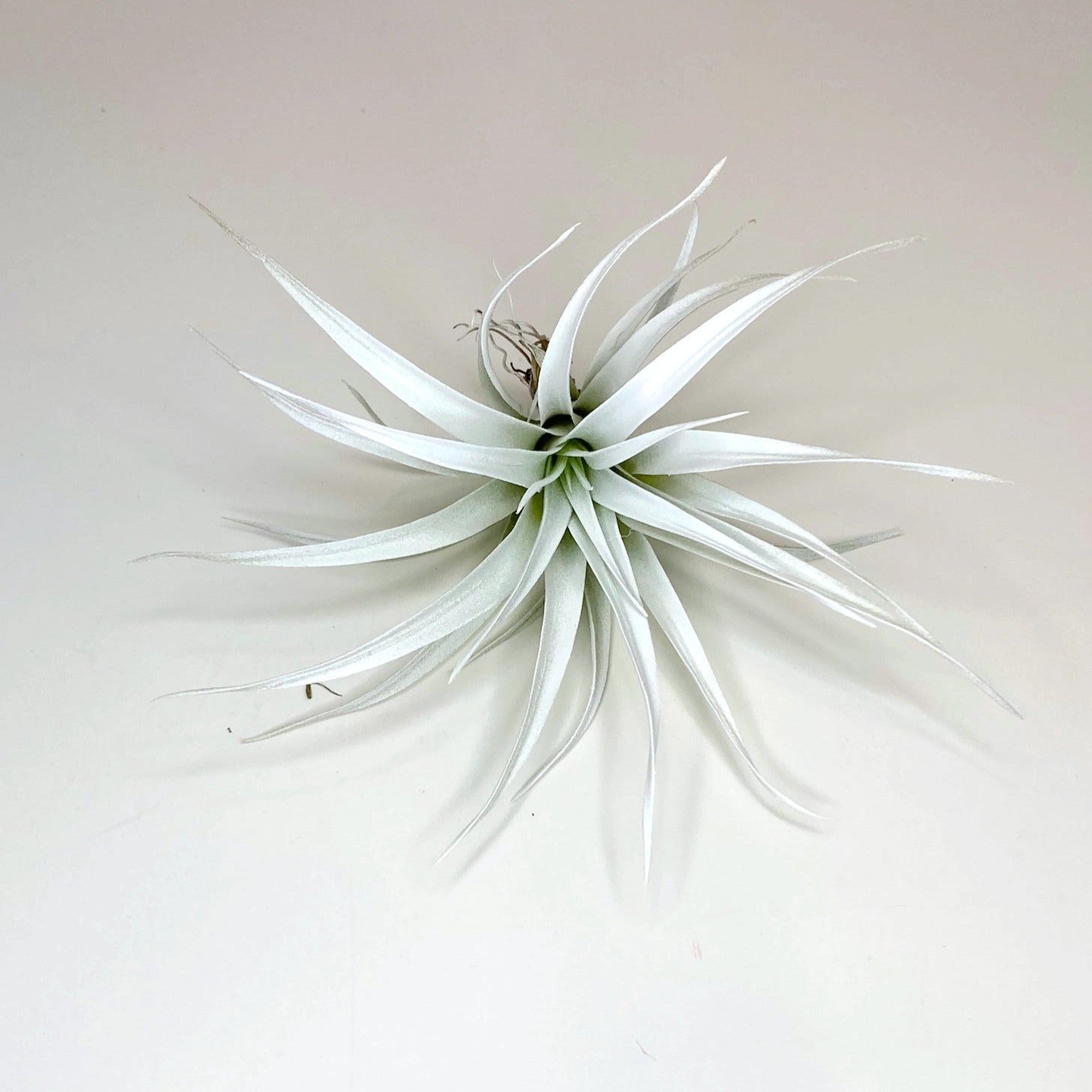 capitata air plant White Tillandsia Capitata Air Plant, Ionantha Air Plant, Air Plants, B –  Florida Shells And More