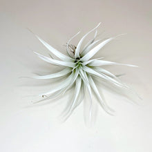 Load image into Gallery viewer, White Tillandsia Capitata Air Plant, Ionantha Air Plant, Air Plants, Beach Wedding Decor, Wedding Favor, Tillandsia, Terrarium