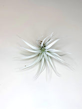 Load image into Gallery viewer, White Tillandsia Capitata Air Plant, Ionantha Air Plant, Air Plants, Beach Wedding Decor, Wedding Favor, Tillandsia, Terrarium