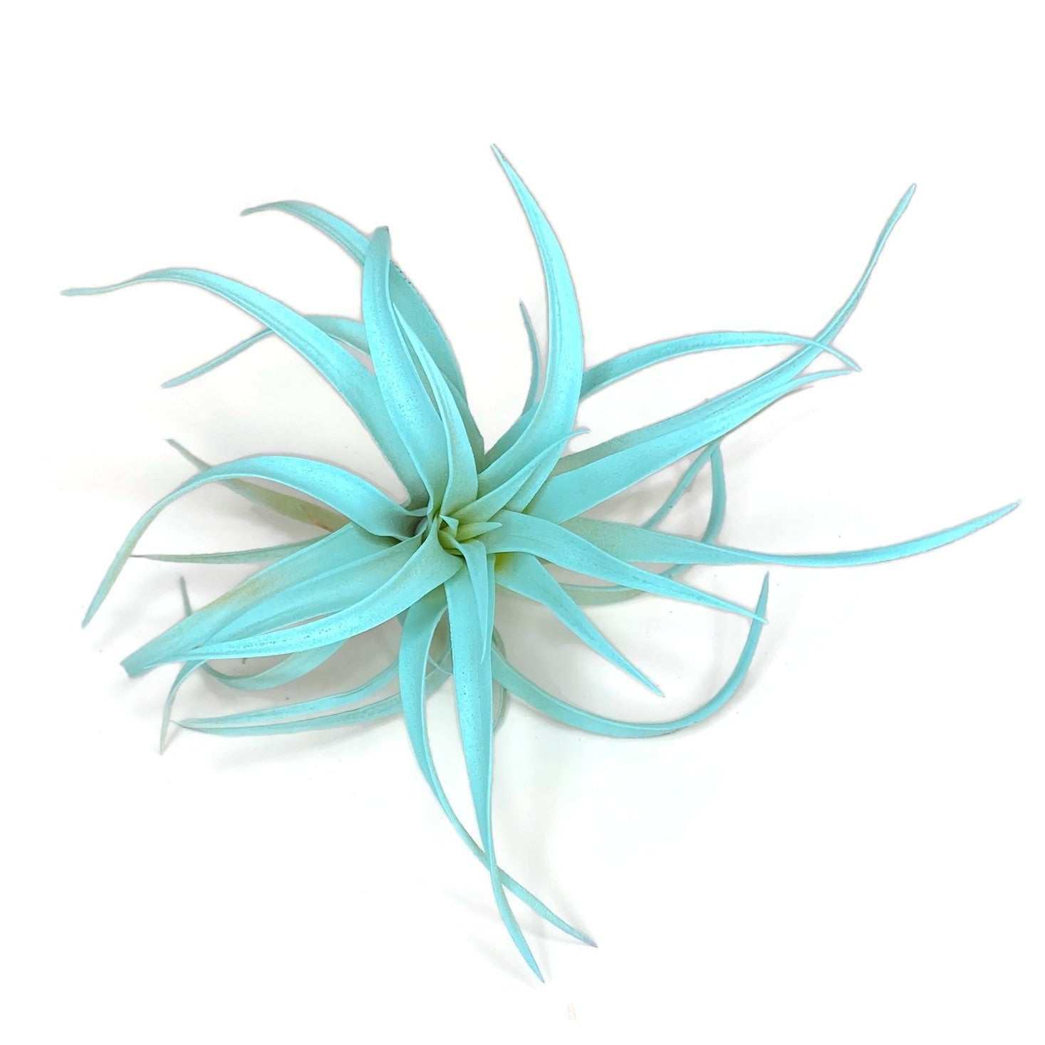 air plant garland Jade Green Tillandsia Capitata Air Plant, Ionantha Air Plant, Air Plan – Florida Shells And More