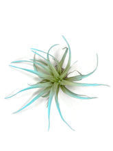 Load image into Gallery viewer, Jade Green Tillandsia Capitata Air Plant, Ionantha Air Plant, Air Plants, Beach Wedding Decor, Wedding Favor, Tillandsia, Terrarium