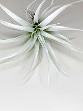 Load image into Gallery viewer, White Tillandsia Capitata Air Plant, Ionantha Air Plant, Air Plants, Beach Wedding Decor, Wedding Favor, Tillandsia, Terrarium