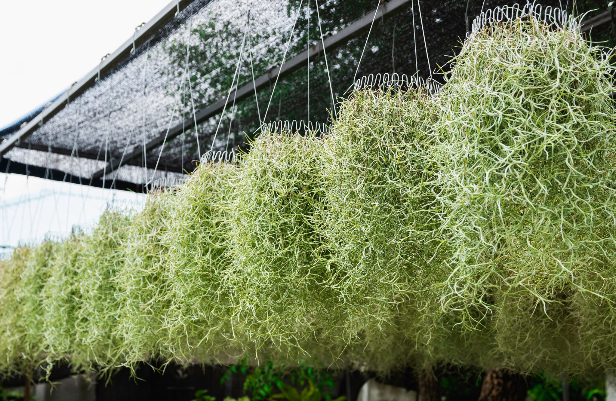 air plants and moss Spanish Moss