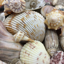 Load image into Gallery viewer, Sea Shell Mix 1 Pound - Assorted Sea Shells - Sea Shells Bulk - Crafting Shells - Sea Shells Home Decor - Sea Shell Mix - Bulk Shells
