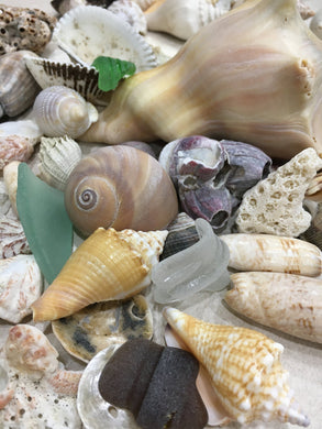 Seashell Mix 2 Pack each 1 Pound of Real Beach Seashells w/ Real