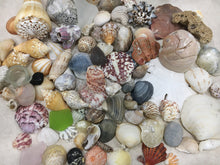 Load image into Gallery viewer, Seashells &amp; Sea Glass from Florida | Mixed 1/2 Pound | Great for Crafting, Art, Home Decor. 100% Genuine Handpicked - FREE SHIPPING!
