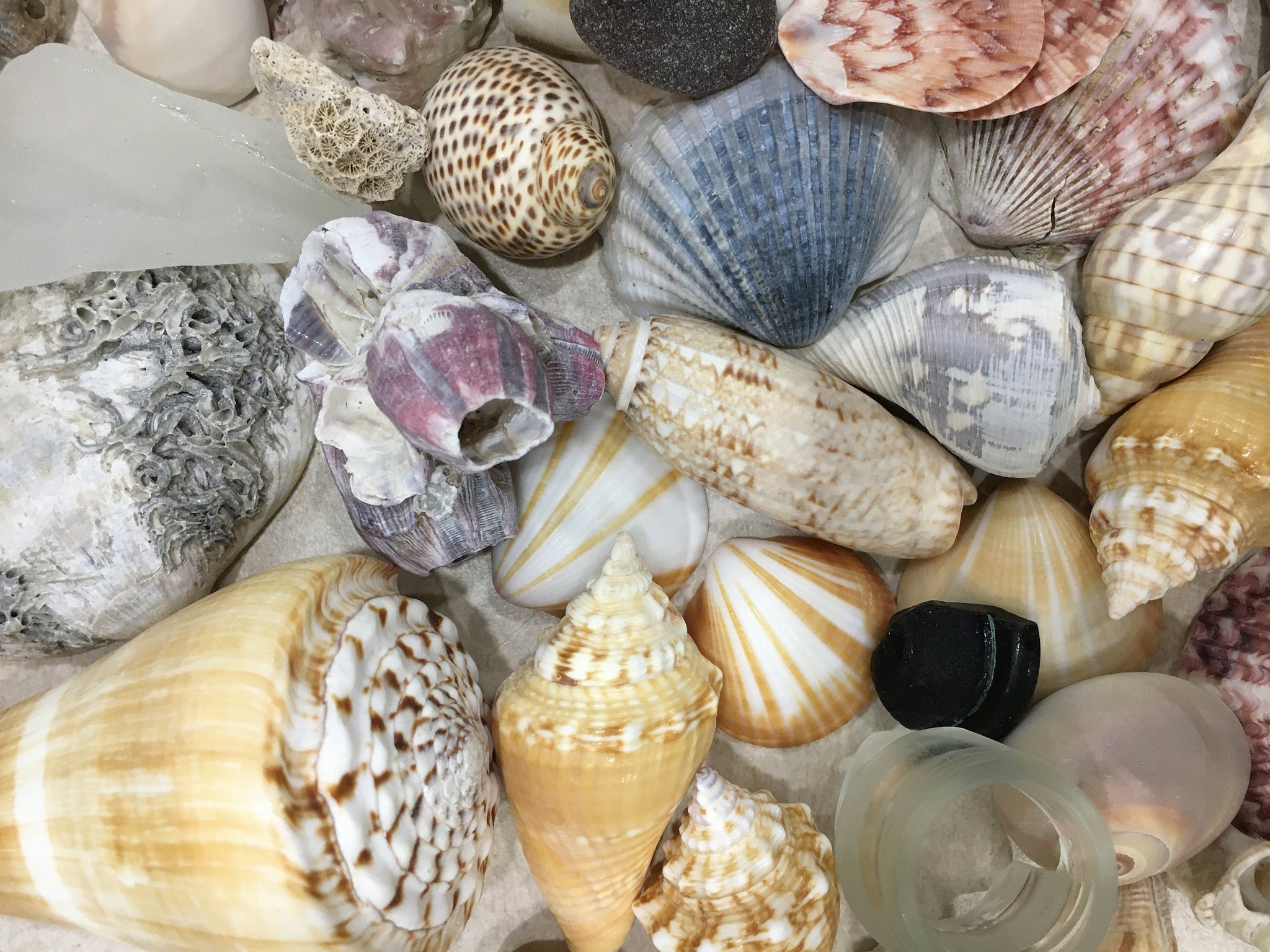 Assorted Seashells Handpicked from Florida, Sea Glass, Mixed 1/2 Pound,  Sanibel Island to Atlantic Coast, Shells for Crafting FREE SHIPPING!