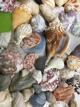 Load image into Gallery viewer, Seashells &amp; Sea Glass from Florida | Mixed 1/2 Pound | Great for Crafting, Art, Home Decor. 100% Genuine Handpicked - FREE SHIPPING!
